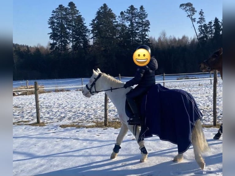 Welsh-B Wallach 5 Jahre 130 cm Cremello in Kumhausen