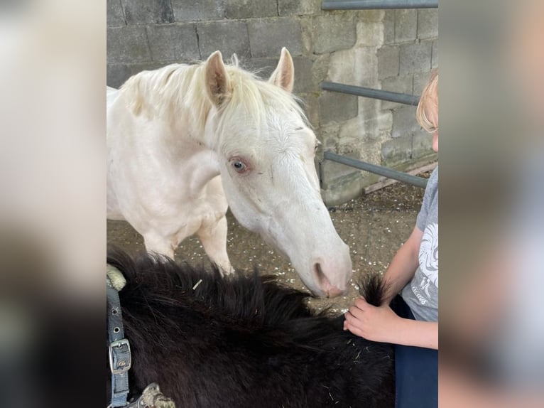 Welsh-B Wallach 5 Jahre 130 cm Cremello in Kumhausen