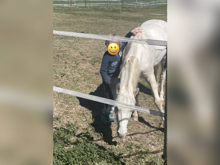 Welsh-B Wallach 5 Jahre 130 cm Cremello in Kumhausen