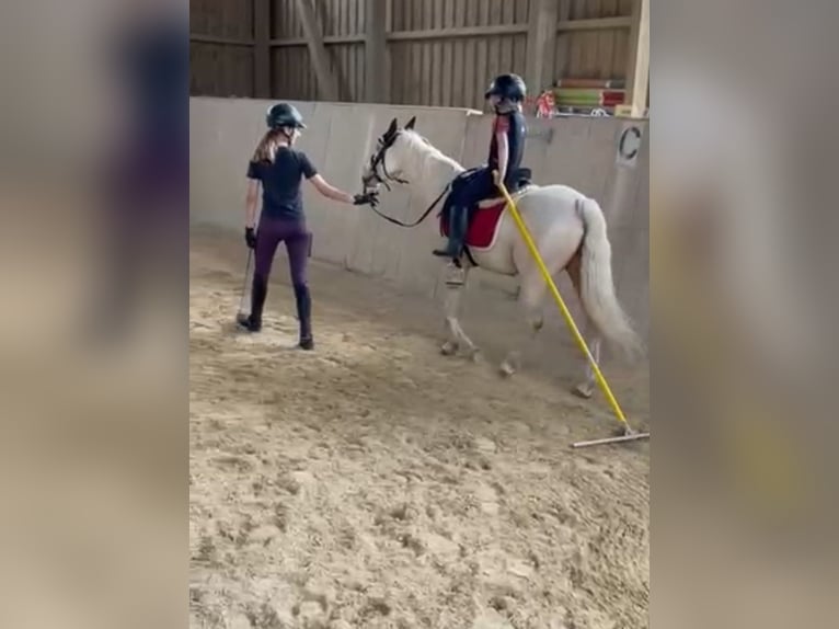 Welsh-B Wallach 5 Jahre 130 cm Cremello in Kumhausen