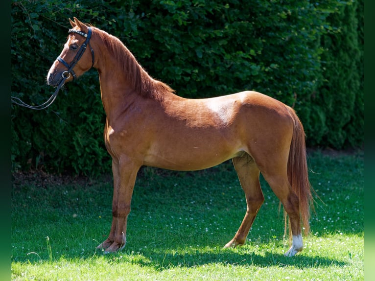 Welsh-B Wallach 5 Jahre 130 cm Fuchs in Steinborn