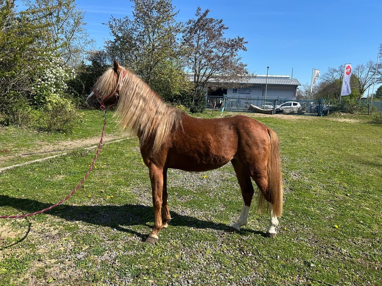 Welsh-B Wallach 5 Jahre 131 cm Dunkelfuchs in Niederzier