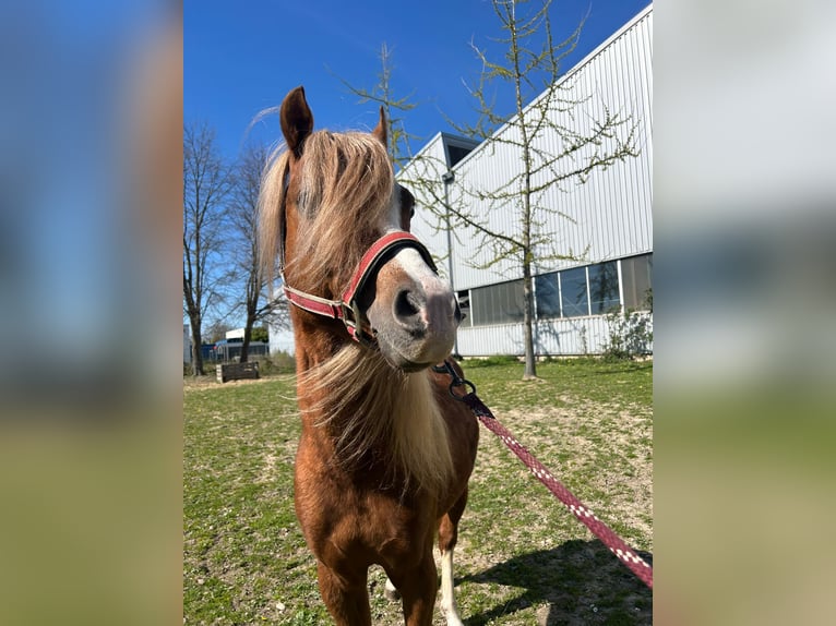 Welsh-B Wallach 5 Jahre 131 cm Dunkelfuchs in Niederzier