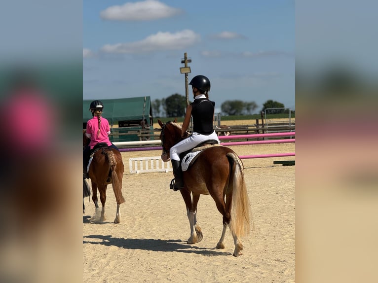 Welsh-B Wallach 5 Jahre 131 cm Fuchs in Bergheim