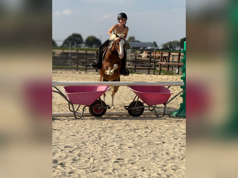 Welsh-B Wallach 5 Jahre 131 cm Fuchs in Bergheim