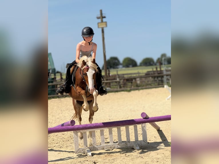 Welsh-B Wallach 5 Jahre 131 cm Fuchs in Bergheim