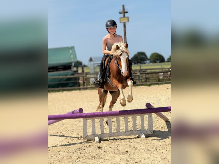 Welsh-B Wallach 5 Jahre 131 cm Fuchs in Bergheim