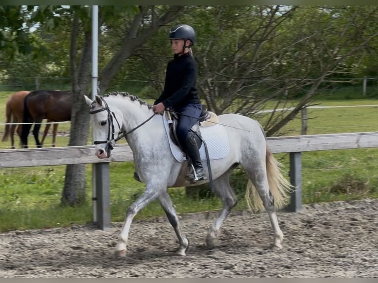 Welsh-B Wallach 5 Jahre 132 cm Schimmel in S&#xFC;derl&#xFC;gum