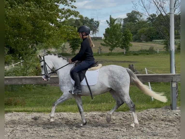 Welsh-B Wallach 5 Jahre 132 cm Schimmel in S&#xFC;derl&#xFC;gum