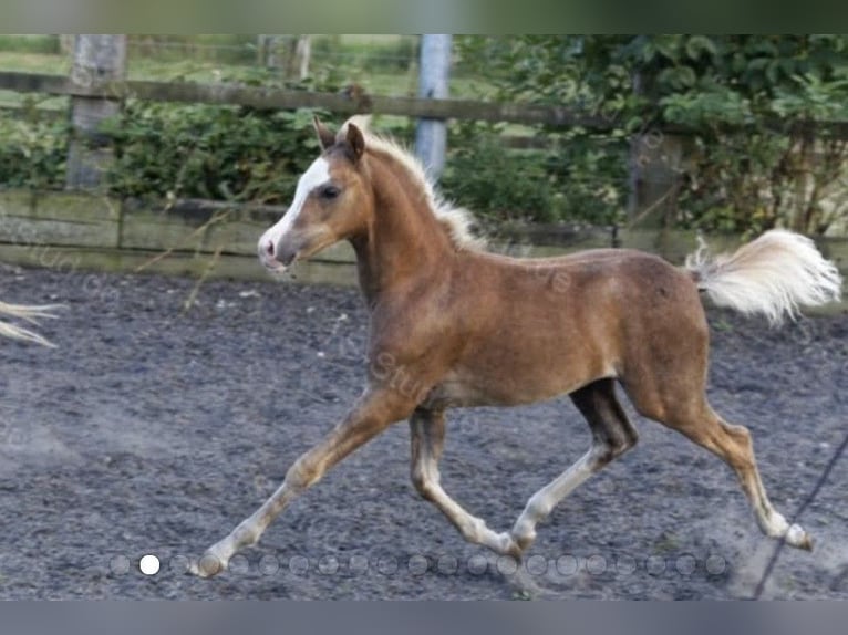 Welsh-B Wallach 5 Jahre 133 cm Fuchs in Sulzfeld