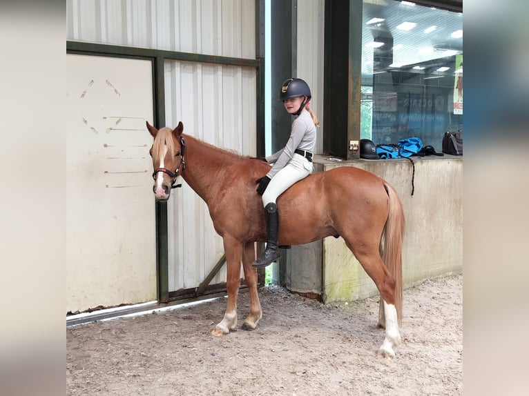Welsh-B Wallach 5 Jahre 134 cm Fuchs in Pelt