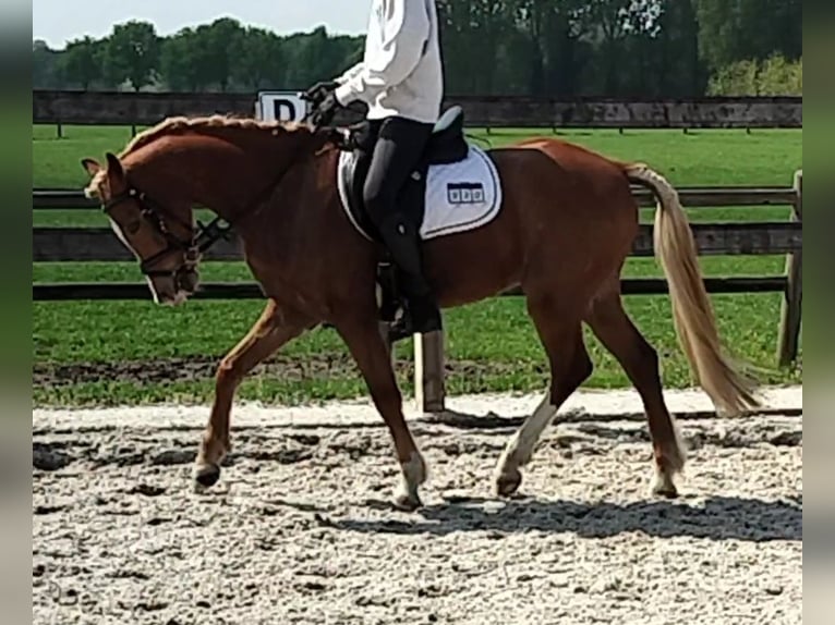 Welsh-B Wallach 5 Jahre 134 cm Fuchs in Pelt