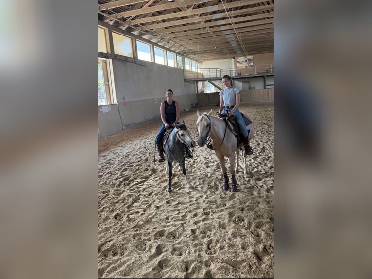 Welsh-B Wallach 5 Jahre 135 cm Apfelschimmel in Schwabhausen