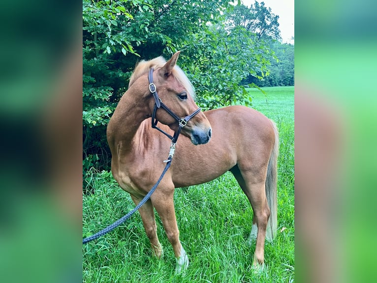 Welsh-B Wallach 5 Jahre 135 cm Fuchs in 25436 Tornesch