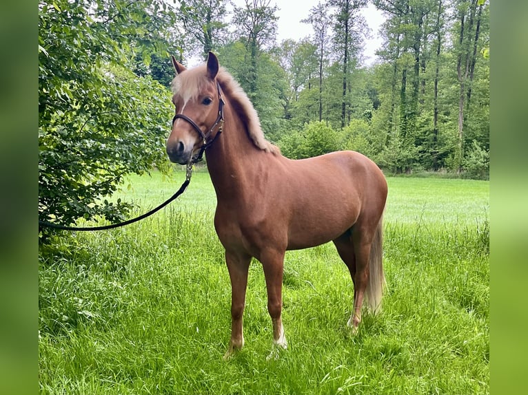 Welsh-B Wallach 5 Jahre 135 cm Fuchs in 25436 Tornesch