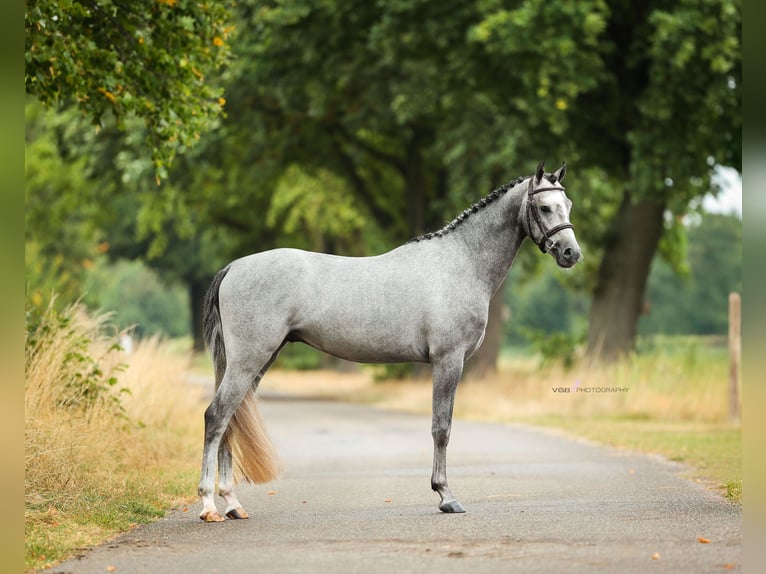 Welsh-B Wallach 5 Jahre 135 cm Schimmel in Asten