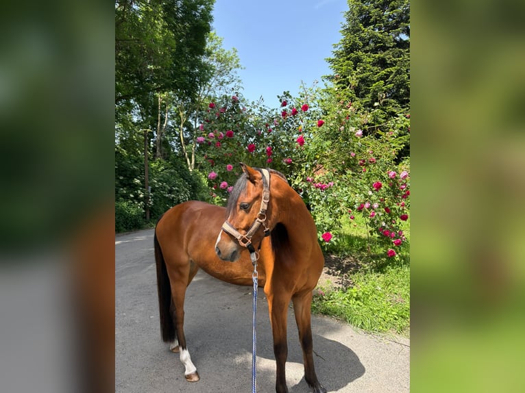 Welsh-B Wallach 5 Jahre 137 cm Brauner in Mönchengladbach