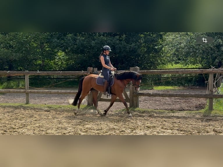 Welsh-B Wallach 5 Jahre 137 cm Brauner in Mönchengladbach