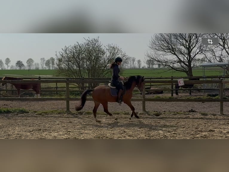 Welsh-B Wallach 5 Jahre 137 cm Brauner in Mönchengladbach