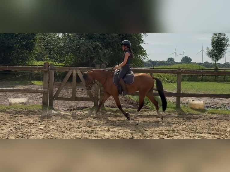 Welsh-B Wallach 5 Jahre 137 cm Brauner in Mönchengladbach
