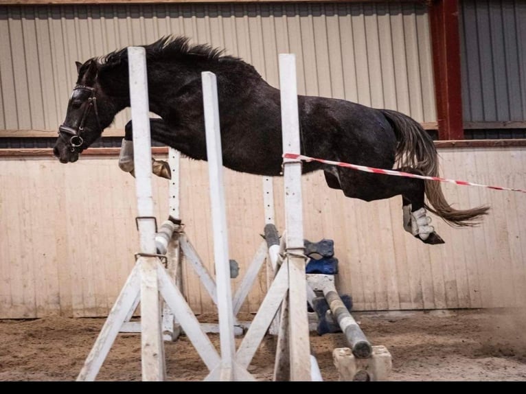 Welsh-B Wallach 5 Jahre 145 cm  in Dybvad