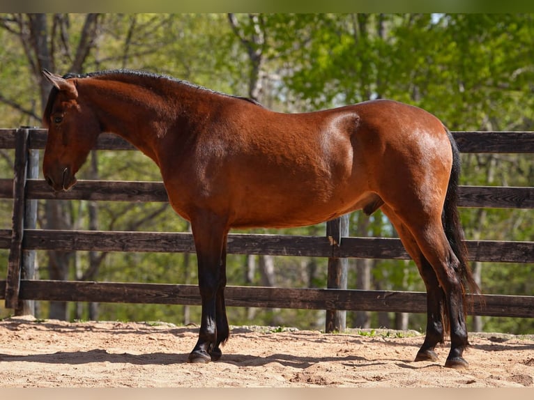 Welsh-B Mix Wallach 5 Jahre 150 cm Rotbrauner in Clover