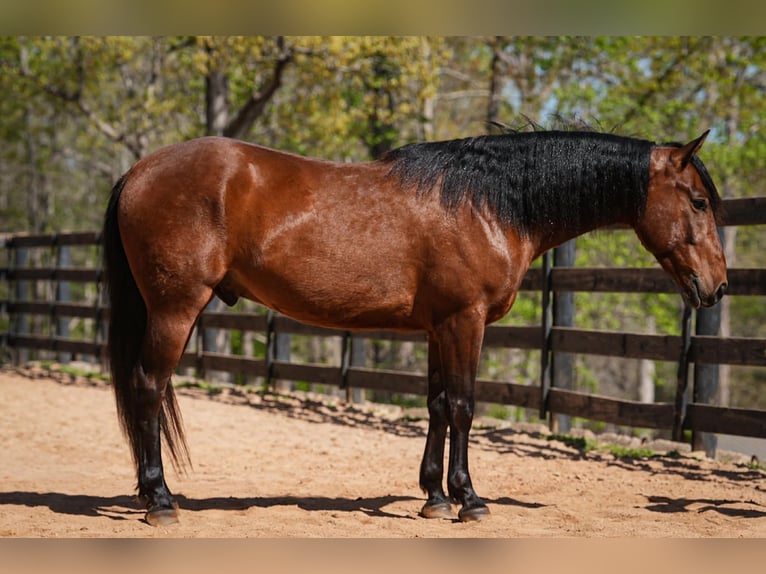 Welsh-B Mix Wallach 5 Jahre 150 cm Rotbrauner in Clover