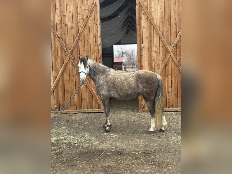 Welsh-B Wallach 5 Jahre Apfelschimmel in Bronson