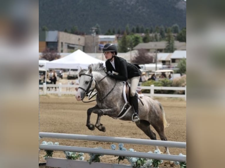 Welsh-B Wallach 5 Jahre Apfelschimmel in Bronson