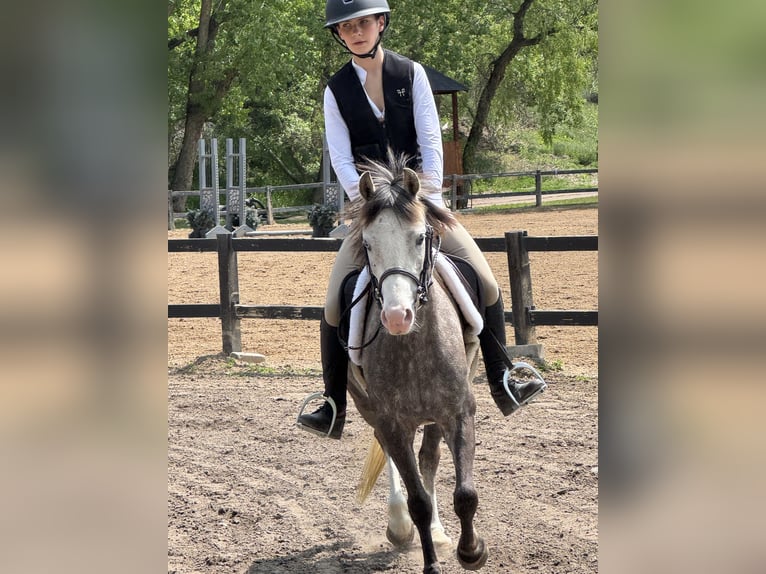Welsh-B Wallach 5 Jahre Apfelschimmel in Bronson