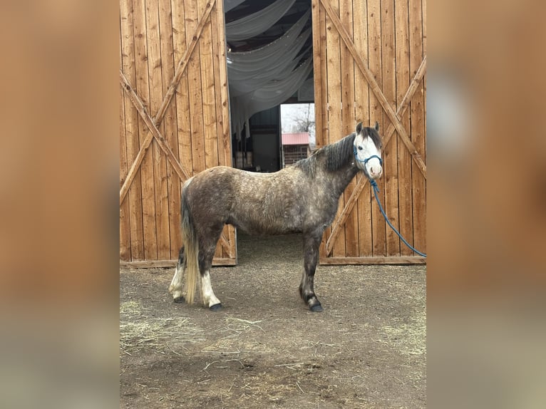 Welsh-B Wallach 5 Jahre Apfelschimmel in Bronson