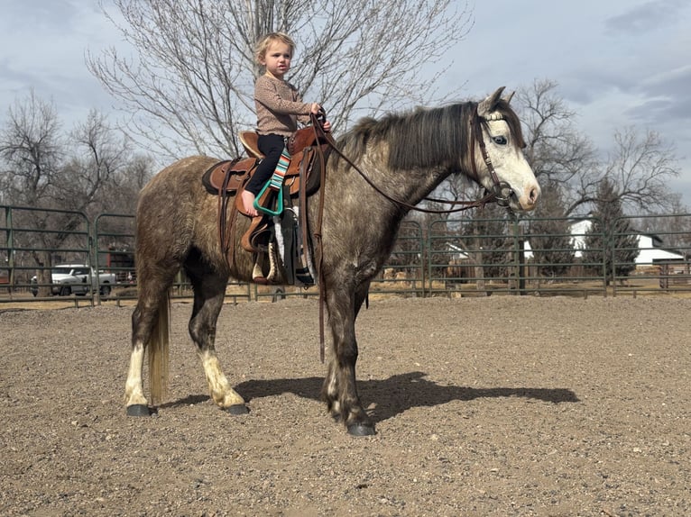 Welsh-B Wallach 5 Jahre Apfelschimmel in Bronson