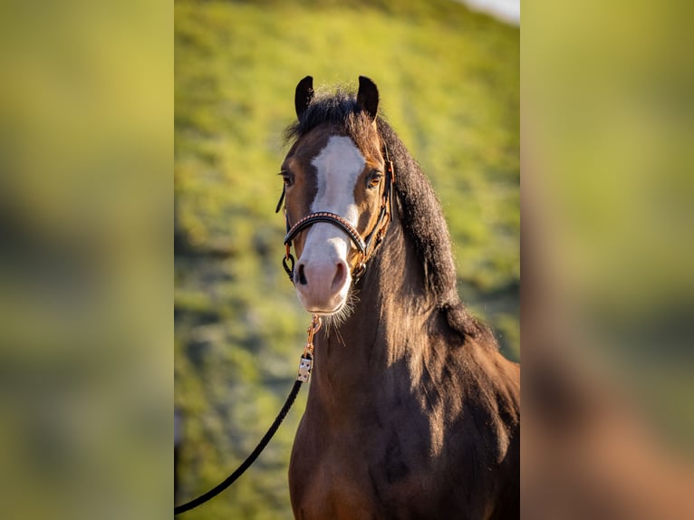 Welsh-B Wallach 6 Jahre 120 cm Brauner in Nieuwegein