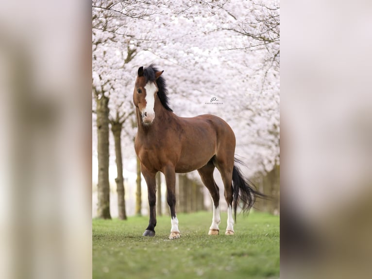 Welsh-B Wallach 6 Jahre 120 cm Brauner in Nieuwegein