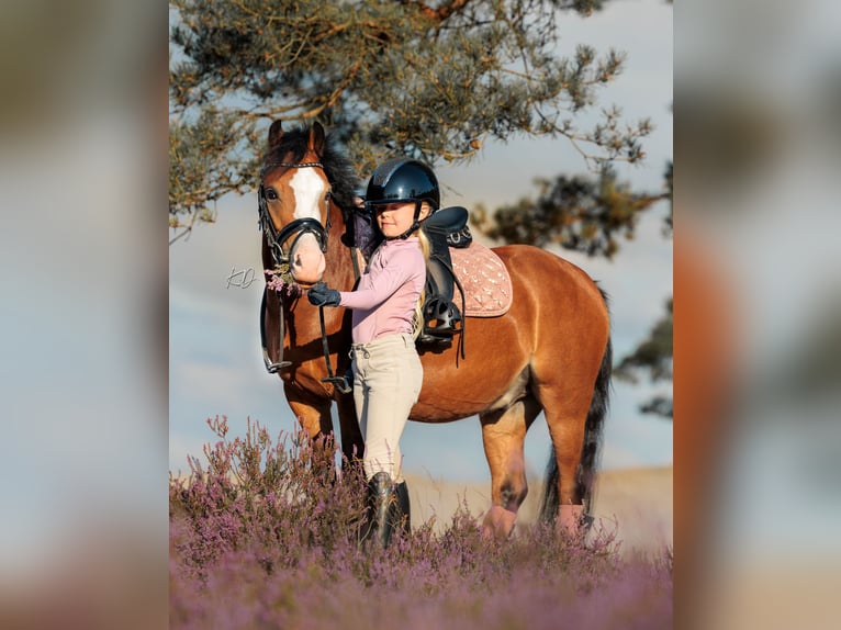 Welsh-B Wallach 6 Jahre 120 cm Brauner in Nieuwegein