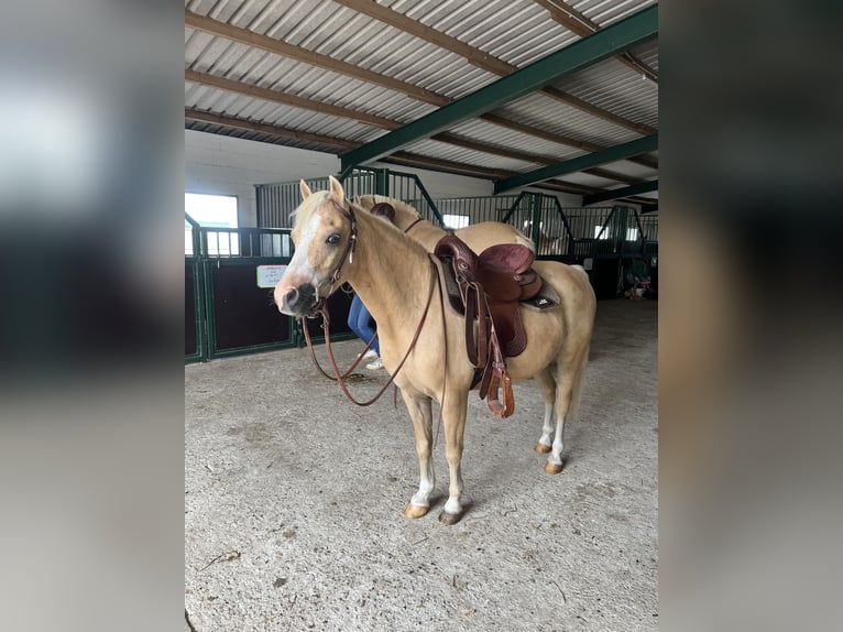 Welsh-B Mix Wallach 6 Jahre 120 cm Palomino in Lindlar