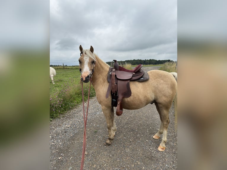 Welsh-B Mix Wallach 6 Jahre 120 cm Palomino in Lindlar