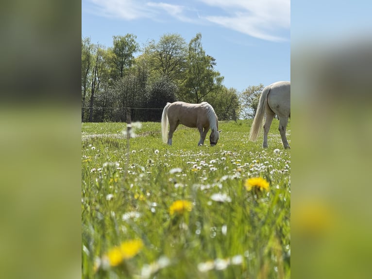 Welsh-B Mix Wallach 6 Jahre 120 cm Palomino in Lindlar