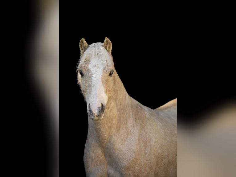Welsh-B Mix Wallach 6 Jahre 120 cm Palomino in Lindlar
