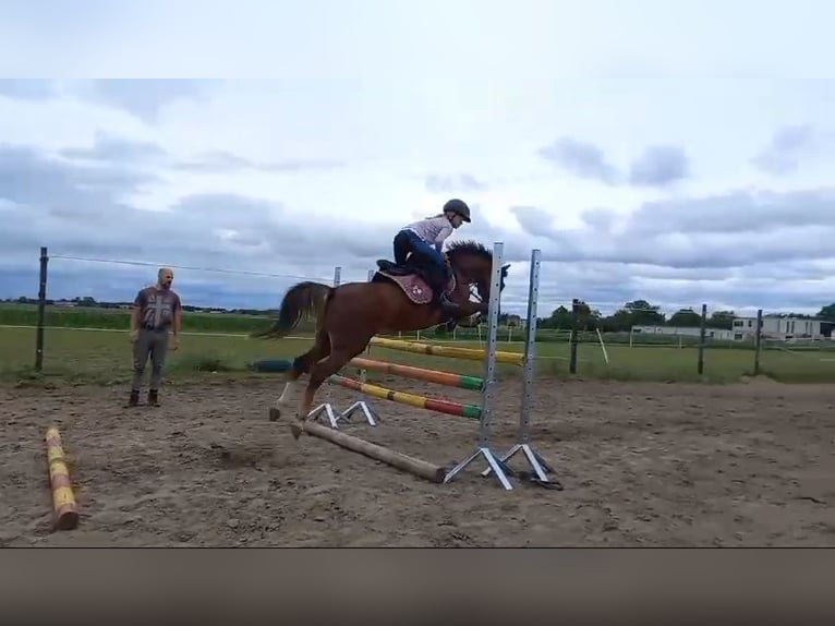 Welsh-B Wallach 6 Jahre 127 cm in Pakość