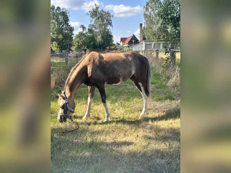 Welsh-B Wallach 6 Jahre 130 cm Buckskin in Leipzig