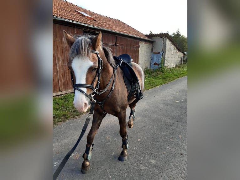 Welsh-B Wallach 6 Jahre 130 cm Fuchs in Sulzfeld