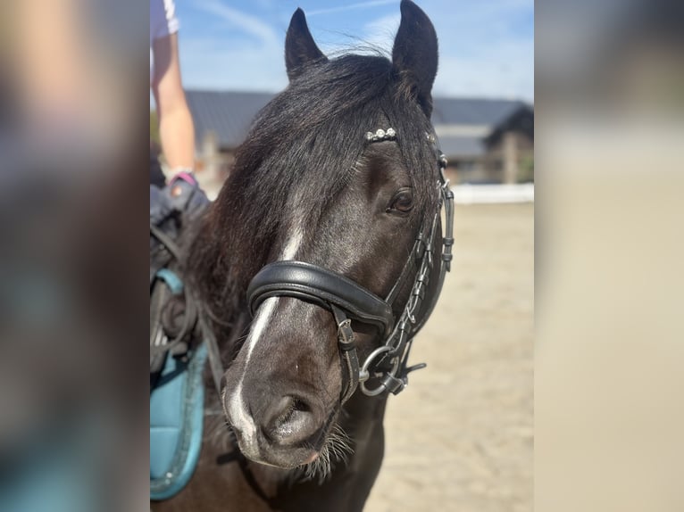 Welsh-B Wallach 6 Jahre 130 cm Rappe in Eschweiler