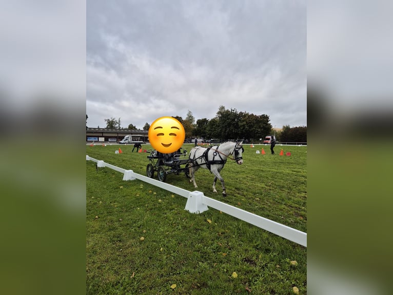 Welsh-B Wallach 6 Jahre 130 cm Schimmel in Renningen
