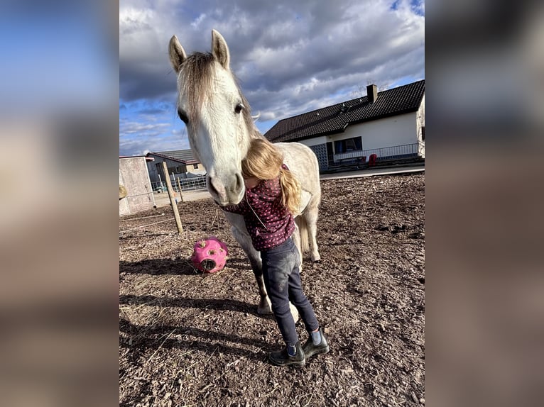 Welsh-B Wallach 6 Jahre 130 cm Schimmel in Renningen