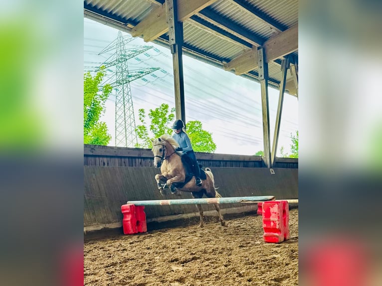 Welsh-B Wallach 6 Jahre 132 cm Palomino in Hamburg