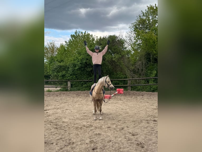 Welsh-B Wallach 6 Jahre 132 cm Palomino in Hamburg