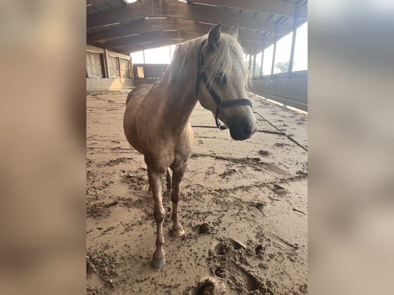 Welsh-B Wallach 6 Jahre 132 cm Palomino in Hamburg