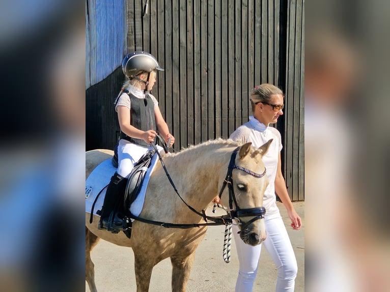 Welsh-B Wallach 6 Jahre 132 cm Palomino in Hamburg