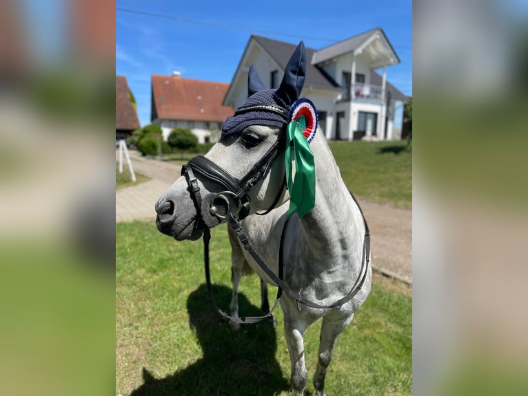 Welsh-B Wallach 6 Jahre 132 cm Schimmel in Hüfingen